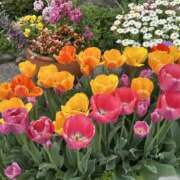 ヒメ日記 2025/04/14 17:59 投稿 島田　彩 エンジェルコースト