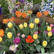 ヒメ日記 2025/04/15 10:16 投稿 島田　彩 エンジェルコースト