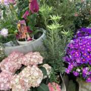 ヒメ日記 2025/04/18 17:14 投稿 島田　彩 エンジェルコースト