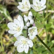 ヒメ日記 2025/04/20 10:10 投稿 島田　彩 エンジェルコースト