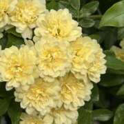 ヒメ日記 2025/04/27 08:35 投稿 島田　彩 エンジェルコースト