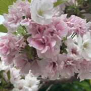 ヒメ日記 2025/04/29 21:35 投稿 島田　彩 エンジェルコースト