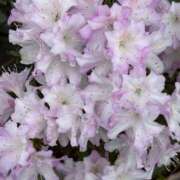 ヒメ日記 2025/05/15 20:22 投稿 島田　彩 エンジェルコースト