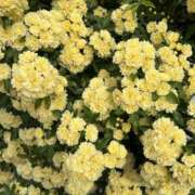 ヒメ日記 2025/05/18 23:51 投稿 島田　彩 エンジェルコースト