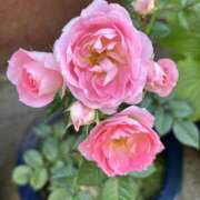 ヒメ日記 2025/05/27 20:10 投稿 島田　彩 エンジェルコースト