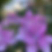 ヒメ日記 2025/06/11 10:00 投稿 島田　彩 エンジェルコースト