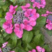 ヒメ日記 2025/06/12 19:42 投稿 島田　彩 エンジェルコースト