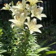 ヒメ日記 2025/06/21 02:36 投稿 島田　彩 エンジェルコースト