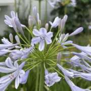 ヒメ日記 2025/07/04 12:18 投稿 島田　彩 エンジェルコースト