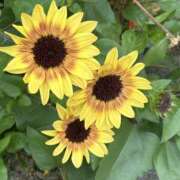 ヒメ日記 2025/07/08 12:33 投稿 島田　彩 エンジェルコースト