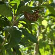 ヒメ日記 2025/07/26 21:46 投稿 島田　彩 エンジェルコースト