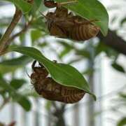 ヒメ日記 2025/08/07 18:47 投稿 島田　彩 エンジェルコースト