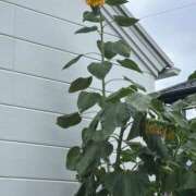 ヒメ日記 2025/08/13 20:11 投稿 島田　彩 エンジェルコースト