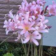 ヒメ日記 2025/08/22 09:07 投稿 島田　彩 エンジェルコースト