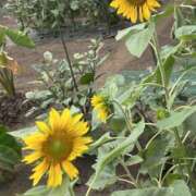 ヒメ日記 2025/08/25 19:26 投稿 島田　彩 エンジェルコースト