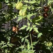 ヒメ日記 2025/08/31 21:39 投稿 島田　彩 エンジェルコースト