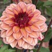 ヒメ日記 2025/09/19 19:01 投稿 島田　彩 エンジェルコースト