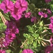 ヒメ日記 2025/09/20 15:05 投稿 島田　彩 エンジェルコースト