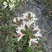 ヒメ日記 2025/09/23 09:12 投稿 島田　彩 エンジェルコースト