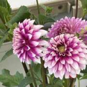 ヒメ日記 2025/09/24 13:22 投稿 島田　彩 エンジェルコースト