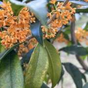 ヒメ日記 2025/10/09 18:12 投稿 島田　彩 エンジェルコースト