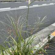 ヒメ日記 2025/10/20 11:36 投稿 島田　彩 エンジェルコースト