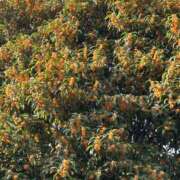 ヒメ日記 2025/10/23 18:35 投稿 島田　彩 エンジェルコースト