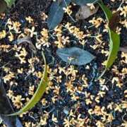 ヒメ日記 2025/10/26 21:18 投稿 島田　彩 エンジェルコースト