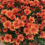 ヒメ日記 2025/10/31 18:35 投稿 島田　彩 エンジェルコースト