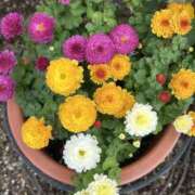 ヒメ日記 2025/11/06 15:34 投稿 島田　彩 エンジェルコースト