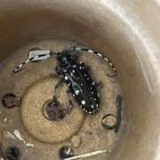 ヒメ日記 2025/11/24 15:03 投稿 島田　彩 エンジェルコースト