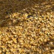 ヒメ日記 2025/11/25 11:43 投稿 島田　彩 エンジェルコースト