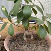 ヒメ日記 2025/11/25 15:48 投稿 島田　彩 エンジェルコースト