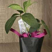 ヒメ日記 2025/11/28 07:47 投稿 島田　彩 エンジェルコースト