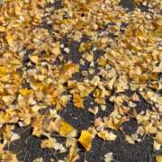 ヒメ日記 2025/11/29 10:48 投稿 島田　彩 エンジェルコースト