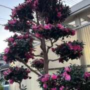 ヒメ日記 2025/11/30 16:03 投稿 島田　彩 エンジェルコースト