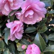 ヒメ日記 2025/11/30 18:47 投稿 島田　彩 エンジェルコースト