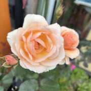 ヒメ日記 2025/12/06 09:54 投稿 島田　彩 エンジェルコースト