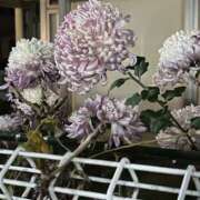 島田　彩 待機中 エンジェルコースト