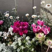 ヒメ日記 2025/12/17 08:07 投稿 島田　彩 エンジェルコースト