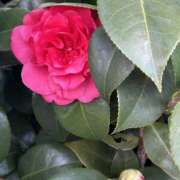 ヒメ日記 2025/12/22 18:59 投稿 島田　彩 エンジェルコースト