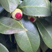 ヒメ日記 2025/12/23 08:04 投稿 島田　彩 エンジェルコースト