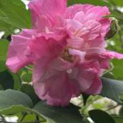 ヒメ日記 2025/12/28 10:31 投稿 島田　彩 エンジェルコースト