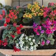 ヒメ日記 2025/12/30 09:23 投稿 島田　彩 エンジェルコースト