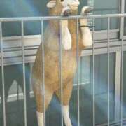 ヒメ日記 2026/01/10 18:50 投稿 島田　彩 エンジェルコースト