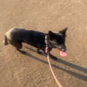 ヒメ日記 2026/01/15 20:25 投稿 島田　彩 エンジェルコースト