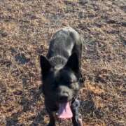 ヒメ日記 2026/01/17 11:32 投稿 島田　彩 エンジェルコースト