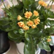 ヒメ日記 2026/01/28 10:28 投稿 島田　彩 エンジェルコースト