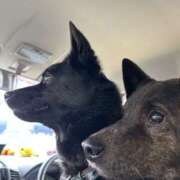 ヒメ日記 2026/03/03 19:13 投稿 島田　彩 エンジェルコースト