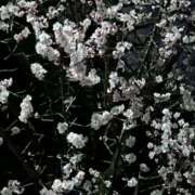 ヒメ日記 2026/03/05 22:27 投稿 島田　彩 エンジェルコースト